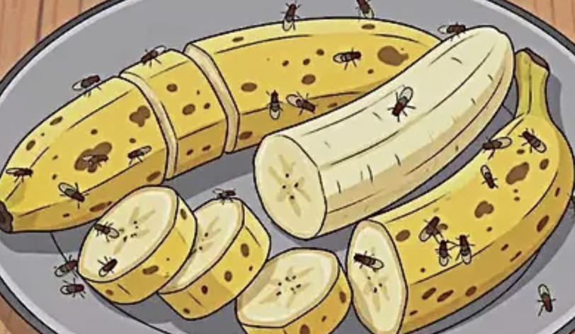 Invasión de parásitos en cocina