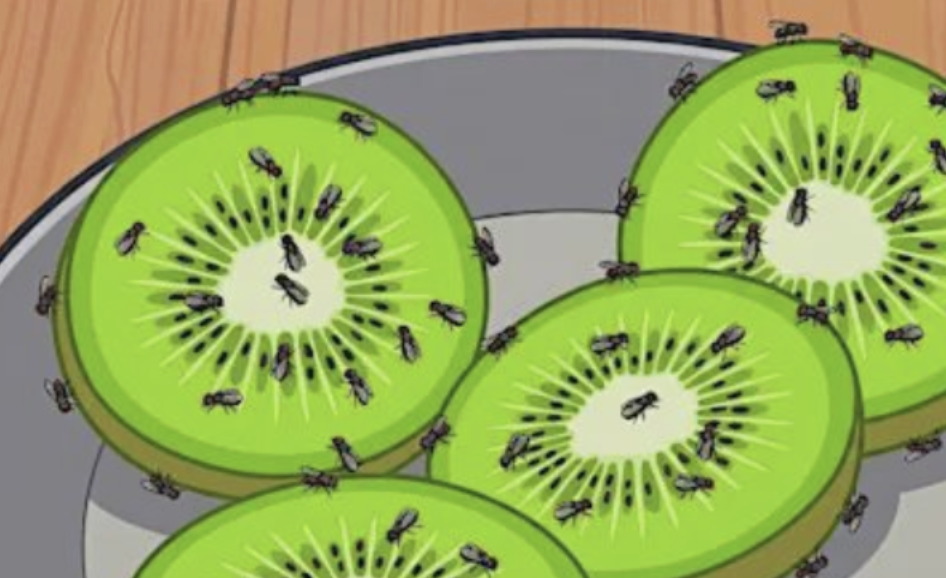 Hogar invadido por parásitos